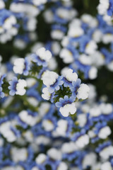 Field of blue and white flowers