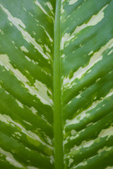 Tropical plant Dieffenbachia maculata 1