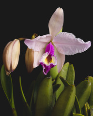 orquídeas Cattleya lueddemanniana