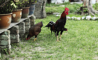 Roosters around house compound