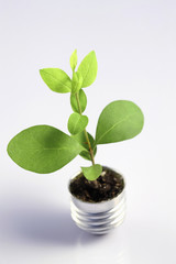 Plant growing out of light bulb base