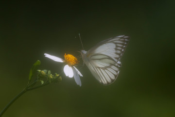 White butterfly and yellow flower on green background