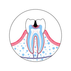 Vector isolated illustration of tooth