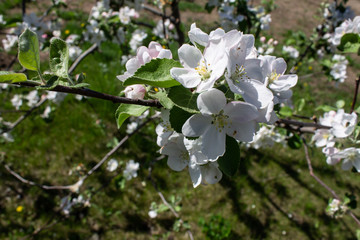 apple tree blossoms in spring in the garden