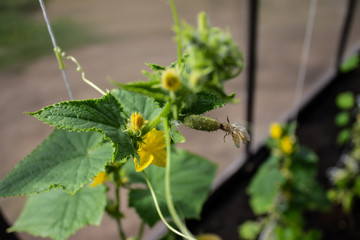 small cucumber is not a branch in a hothouse