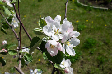 apple tree blossoms in spring in the garden