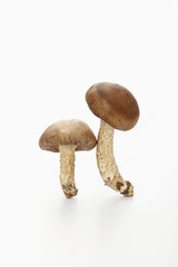 Two mushrooms