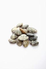 Clams