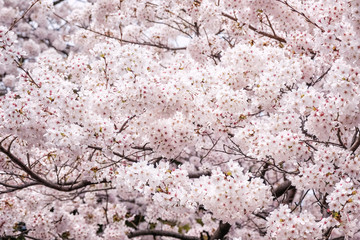 Beautiful blooming cherry blossom [sakura] detail and close up at Springtime is South Korea