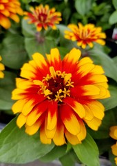 Close up of a Swizzle Scarlet and Yellow zinnia flower