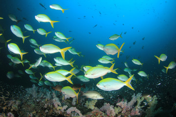 Fototapeta na wymiar Yellow snapper fish in blue water on coral reef 