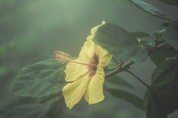 Yellow Hibiscus flower