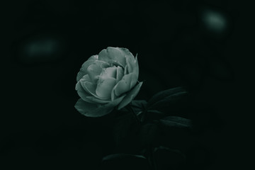 Black and white rose flower