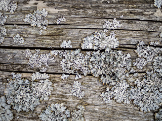  Wood With Cracks