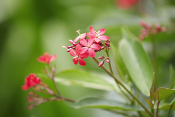 Blossomed flower in garden