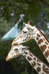 Close-up shot of two giraffes