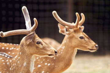 Two deers standing beside each other