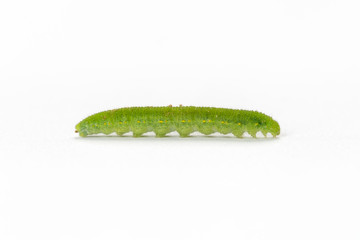 cabbage caterpillar isolated