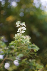 new leaves in pink white and green pattern  was raises from shrubs in green garden day time