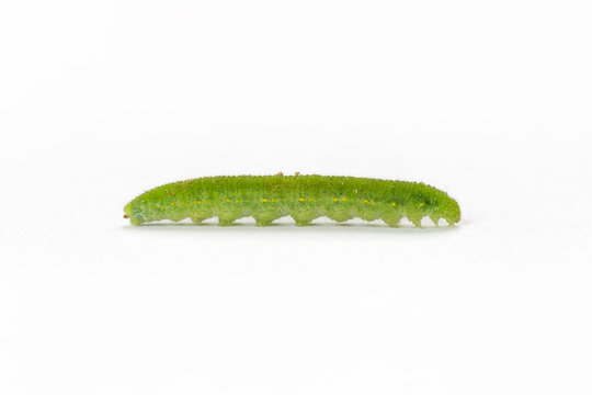 Cabbage Caterpillar Isolated