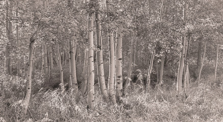 Aspen Trees stand strong in summer morning mist