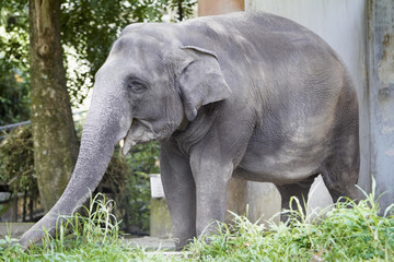 Elephant standing on its own