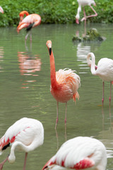 A flock of flamingoes