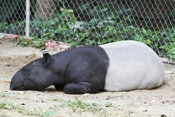 Malayan Tapir Sleeping The