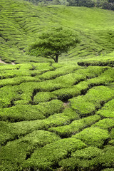 View of tea plantation