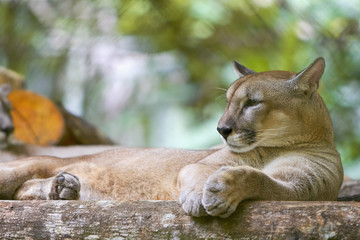 Obraz premium Close-up of lioness resting