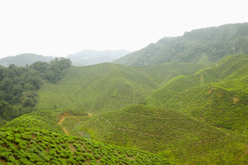 View of tea plantation