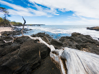 Fototapeta na wymiar Driftwood on the volcanic shoreline of Makena Hawaii