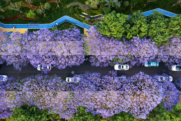 Aerial view of Jacaranda trees in bloom in Kunming, Yunnan capital in China