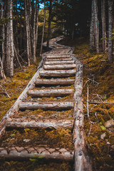 Fototapeta premium footpath in the forest