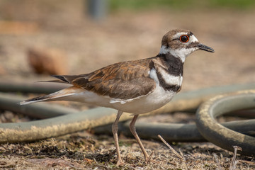 Profile view of an adult killdeer in a agricultural field near Raleigh, North Carolina.
