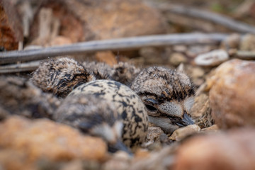 Close up of an adorabely fluffy chick in a killdeer nest made of pebbles and debris full of babies and one more unhatched egg.