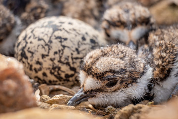 Obraz premium Close up of an adorabely fluffy fledgling in a killdeer nest made of pebbles and debris full of babies and one more unhatched egg.