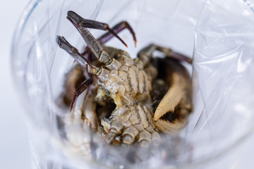 Patterns and backgrounds of Parasitic, Study of Parasitic and Anatomical pathology in laboratory.
