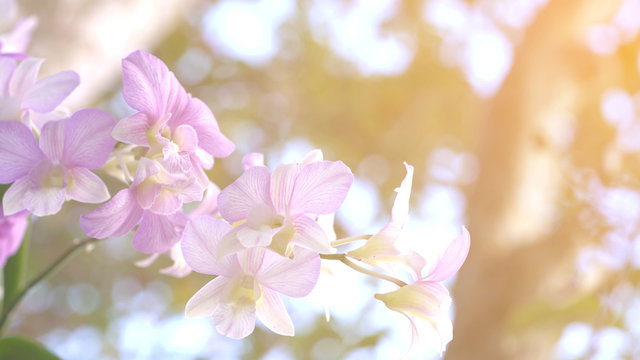 pink flowers in spring © BUDDEE