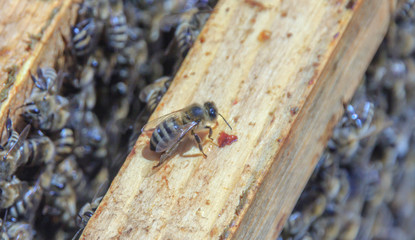  bee eating honey from a wooden bar  