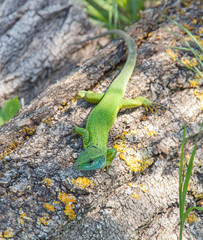 lizard on a log top view  
