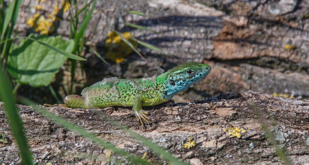  lizard, with the remains of old skin on a log