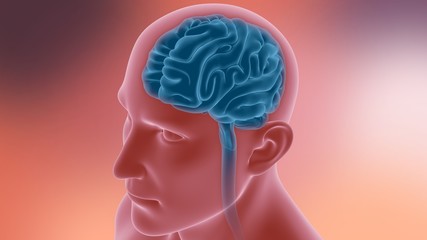Obraz premium Human Brain Anatomy For Medical Concept 3D