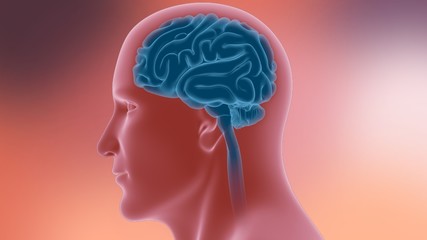 Human Brain Anatomy For Medical Concept 3D