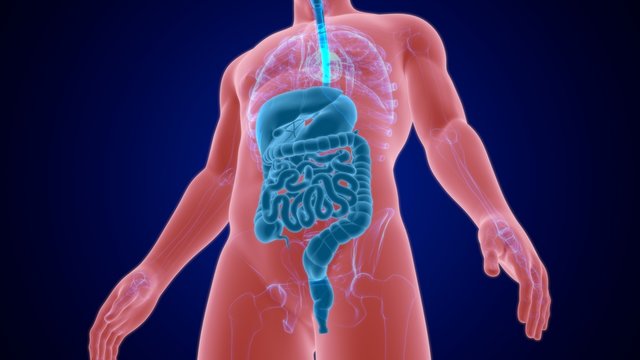 Human Digestive System Anatomy For Medical Concept 3D