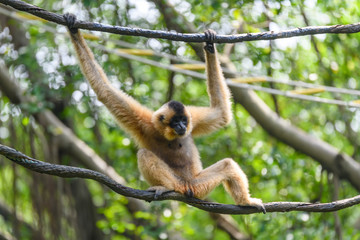 Ape monkey in safari park climbing among the ropes