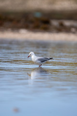 Seagulls of Rottnest island western australia 