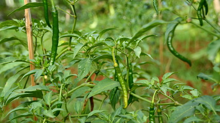  Green chili vegetable garden that is still fresh, with ripe fruit ready for harvest