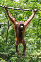 Orangutan climbing in the safari