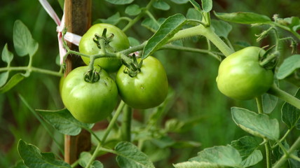 BLURRY and soft focus images of green tomato vegetable garden that is still fresh
